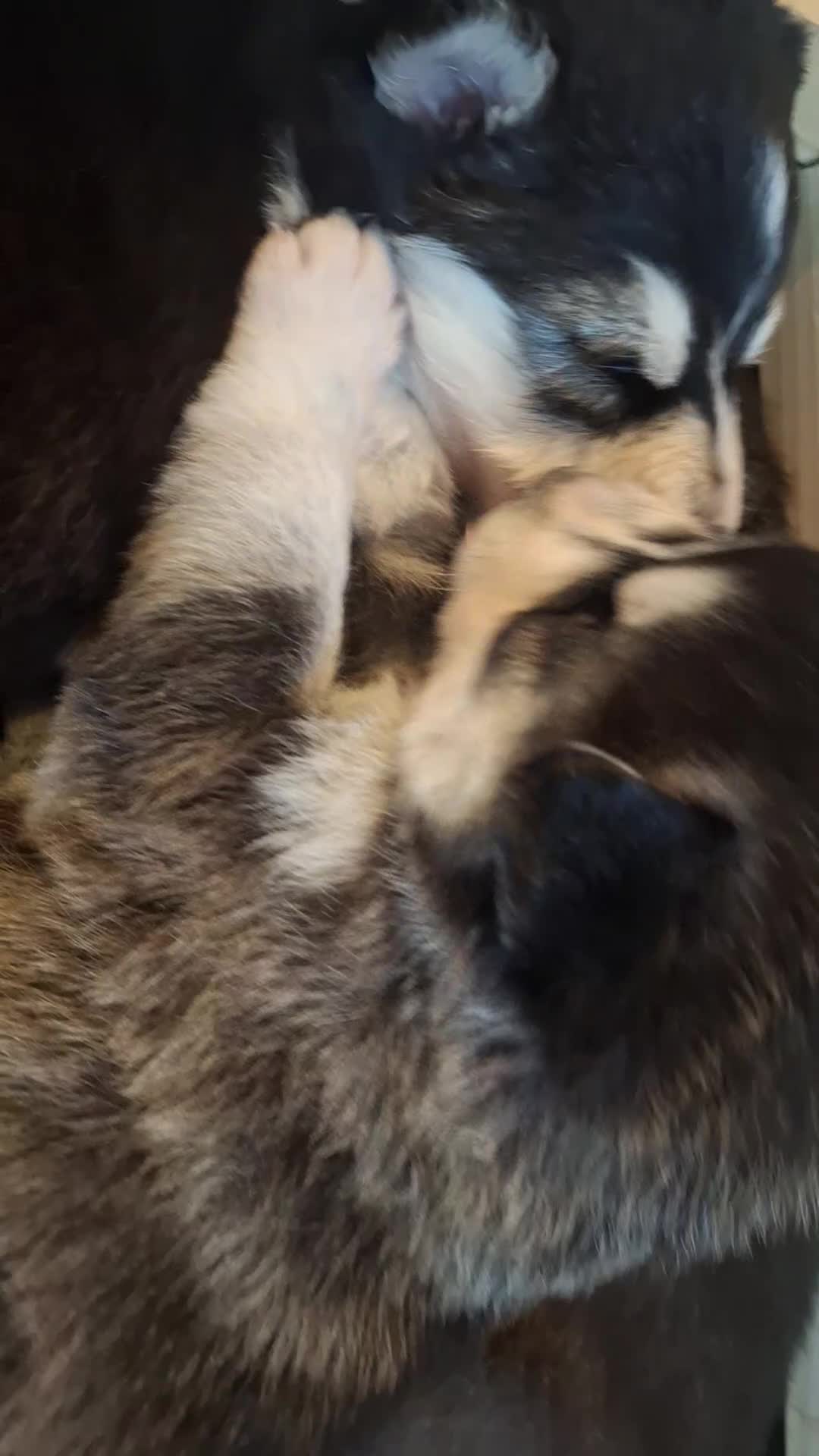 Pomsky dogs for sale: 7 beautiful pomskies - Video 1