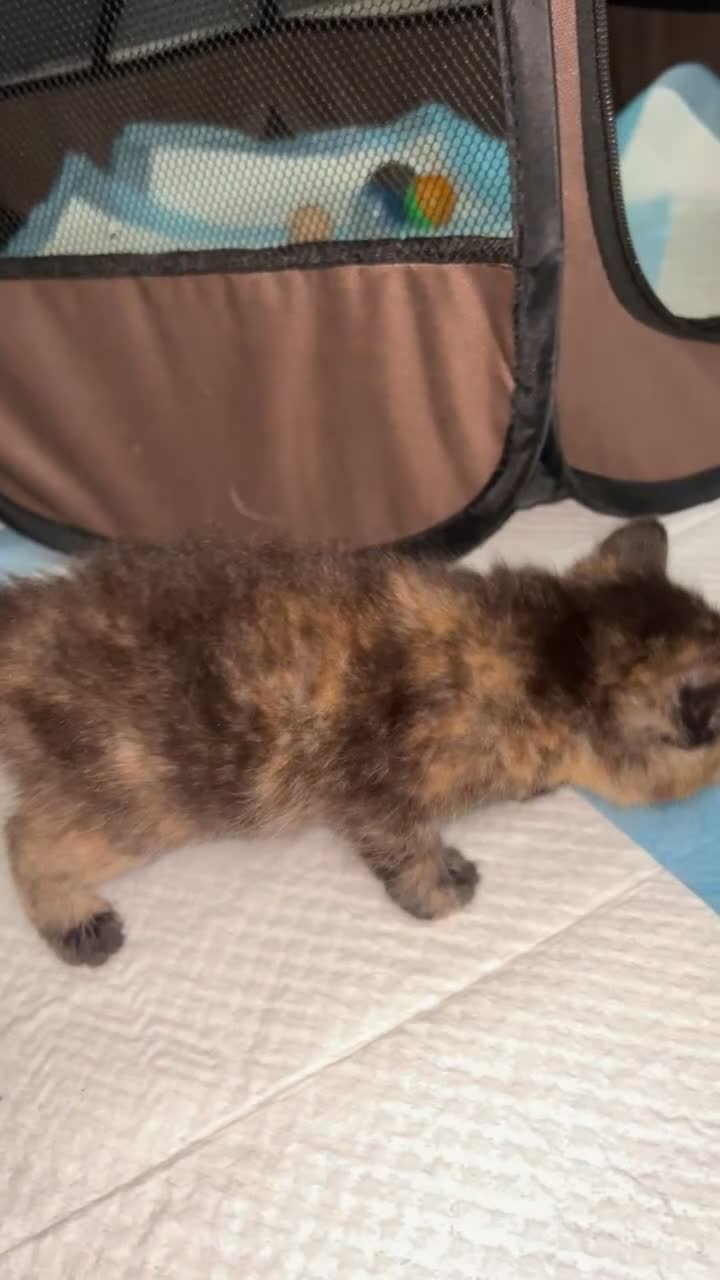 Mixed Breed cats for sale: Kittens for sale  - Video 4