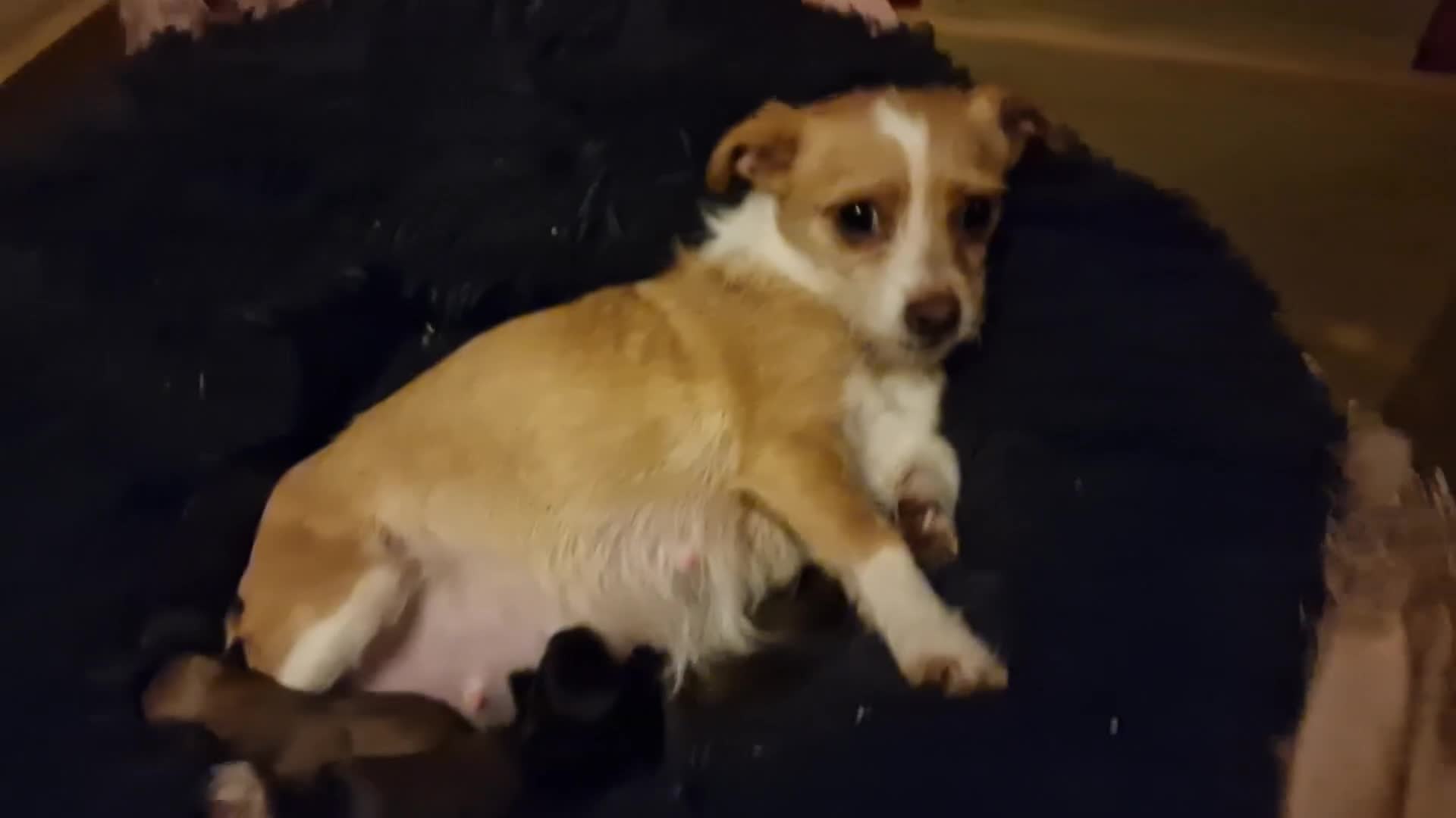 Mixed Breed dogs for sale: 3 beautiful mixed breed puppies  in High Wycombe - Video 1