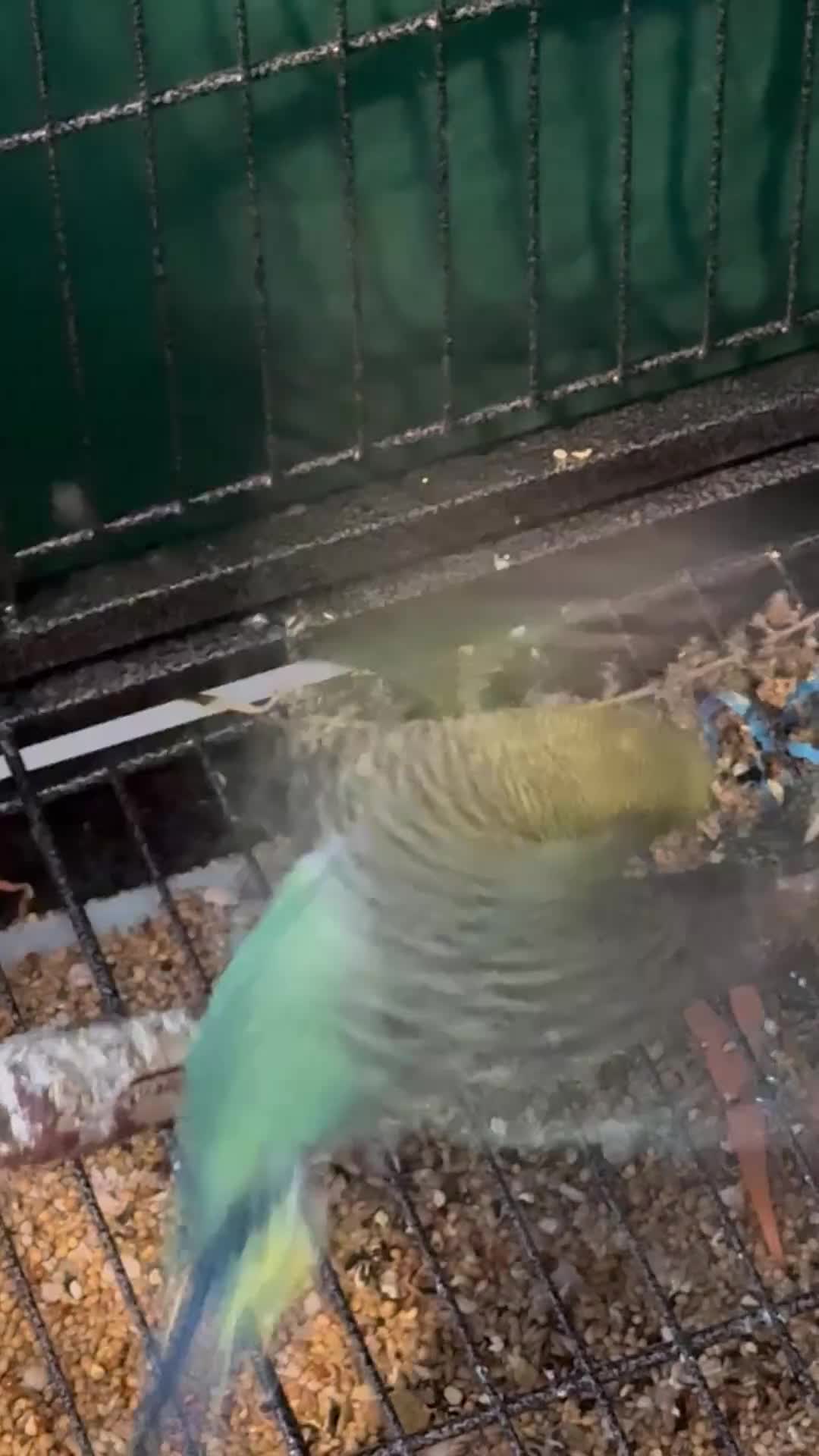 Budgerigars birds for sale: 8 week old baby budgies available in Runcorn - Video 1