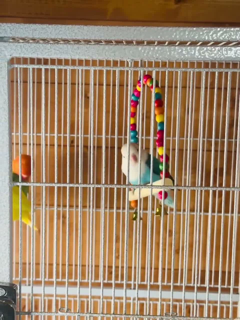 Lovebirds birds for sale: Beautiful Pair of Lovebirds 🐣🌈 - Video 1