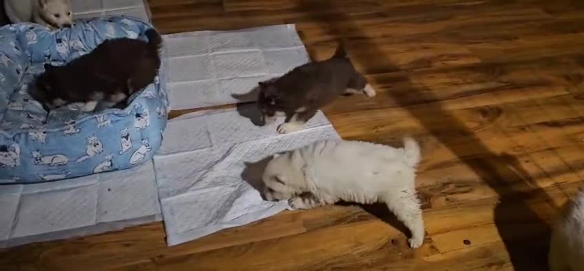 Siberian Husky dogs for sale: Wooly Siberian huskies - fully vaccinated  - Video 1