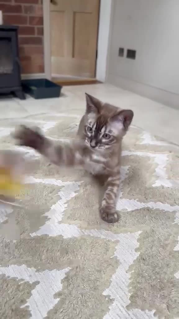 Bengal cats for sale: ⭐⭐⭐ Stunning Rare Charcoal Mink Bengal Kitten ⭐⭐⭐ - Video 1