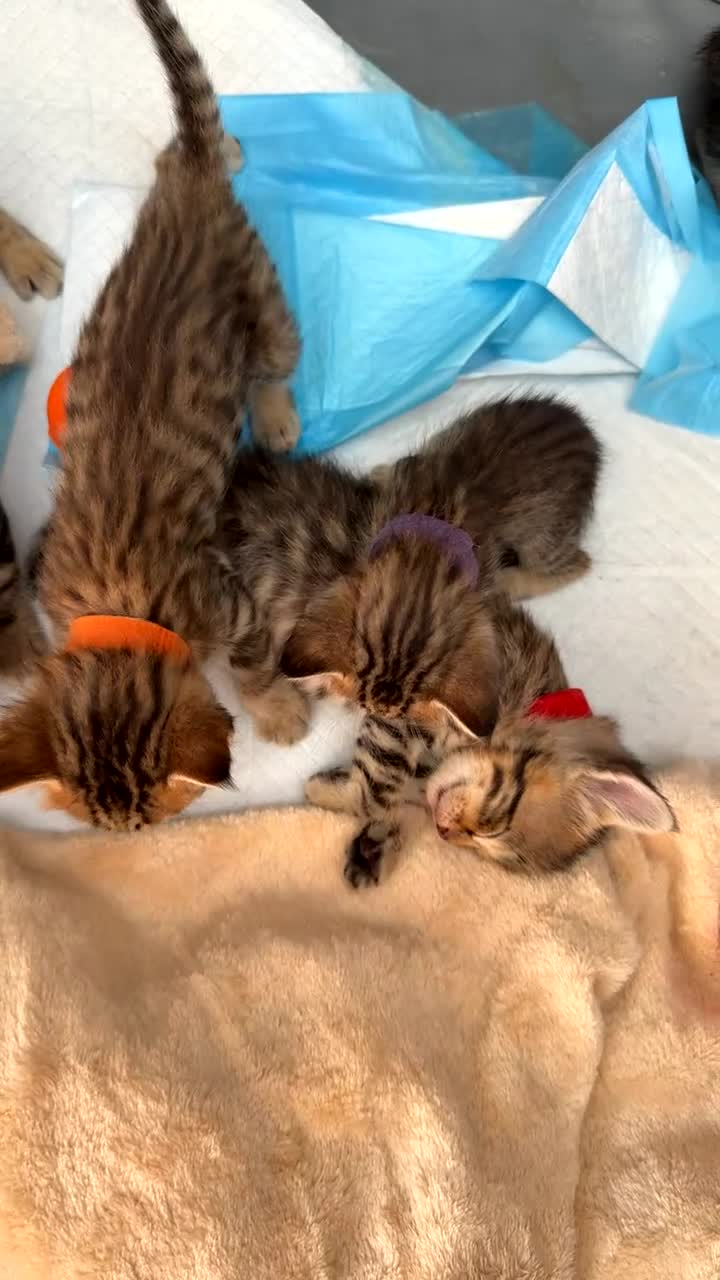 Bengal cats for sale: 🐾 Beautiful Bengal x Maine Coon Kittens 🐾 - Video 5