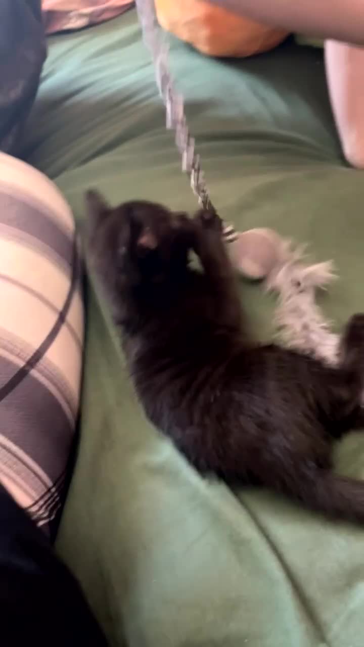 British Shorthair cats for sale: 2 male tabby kittens - Video 1