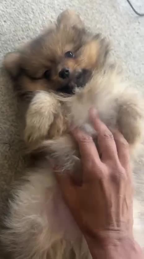 Pomeranian dogs for sale: 2 beautiful Pomeranian Puppy’s  - Video 1