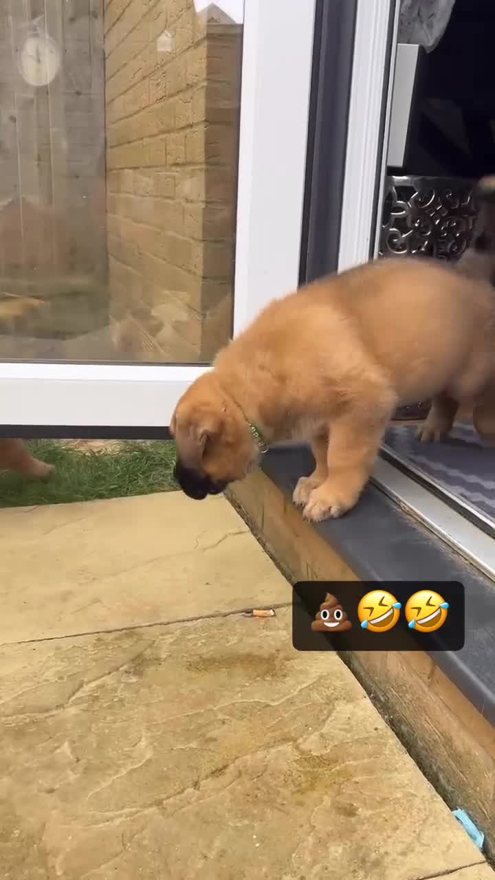 Mixed Breed dogs for sale: Douge De Bordeaux X German Shepard's - Video 2