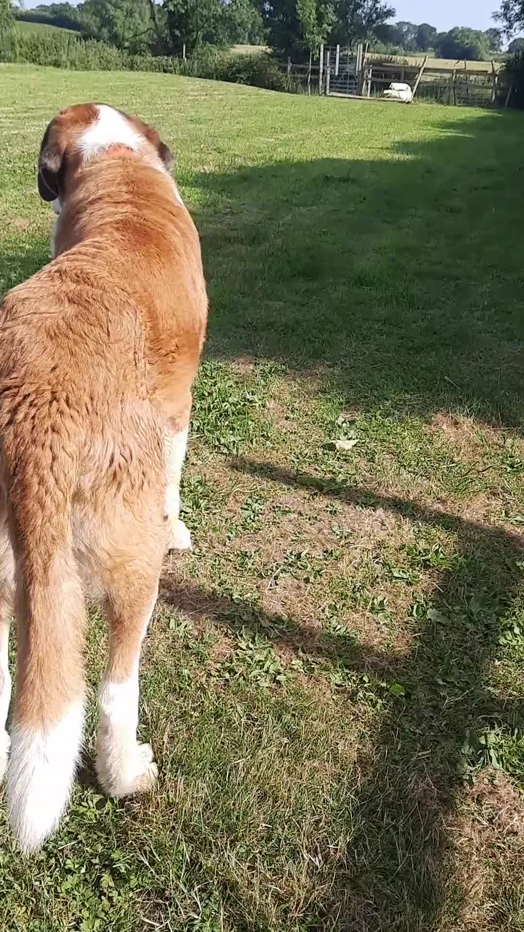 Poochon dogs for sale: Beautiful Poochon Puppies 🐶 READY TO GO - Video 1