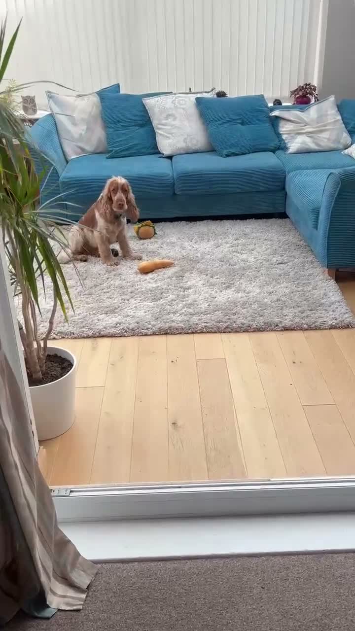 Cocker Spaniel dogs for stud: Stud Dog - Chino (Liver Cocker Spaniel) in Edinburgh - Video 1