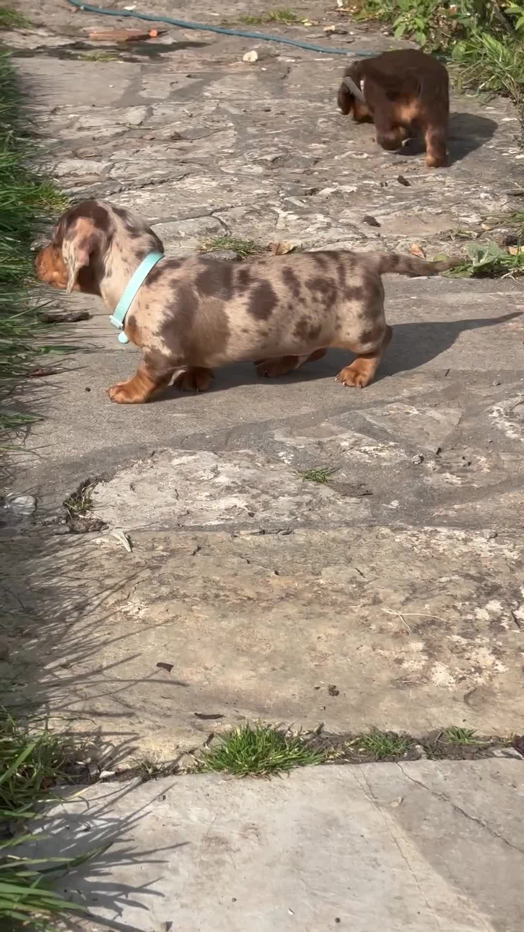 Dachshund dogs for sale: Gorgeous Dappled Dachshund Boy - Video 1