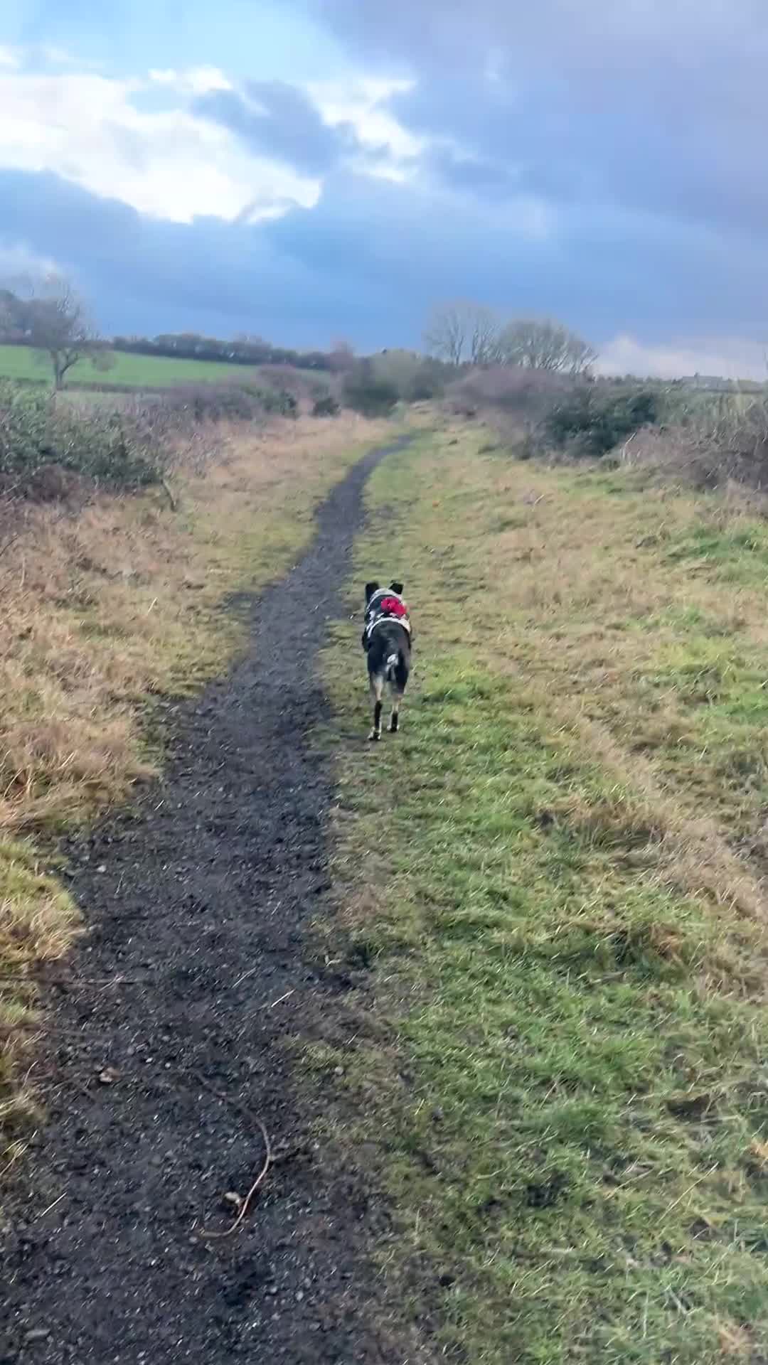 Border Collie dogs for sale: 11 month old border collie  - Video 1