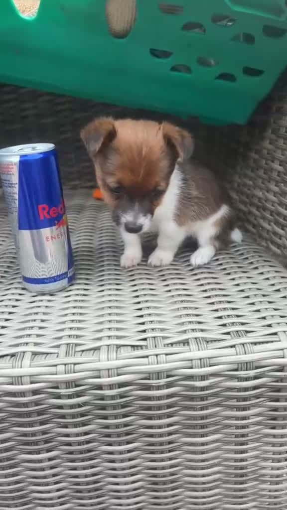 Jack Russell dogs for sale: miniature jack russel puppy’s  - Video 1