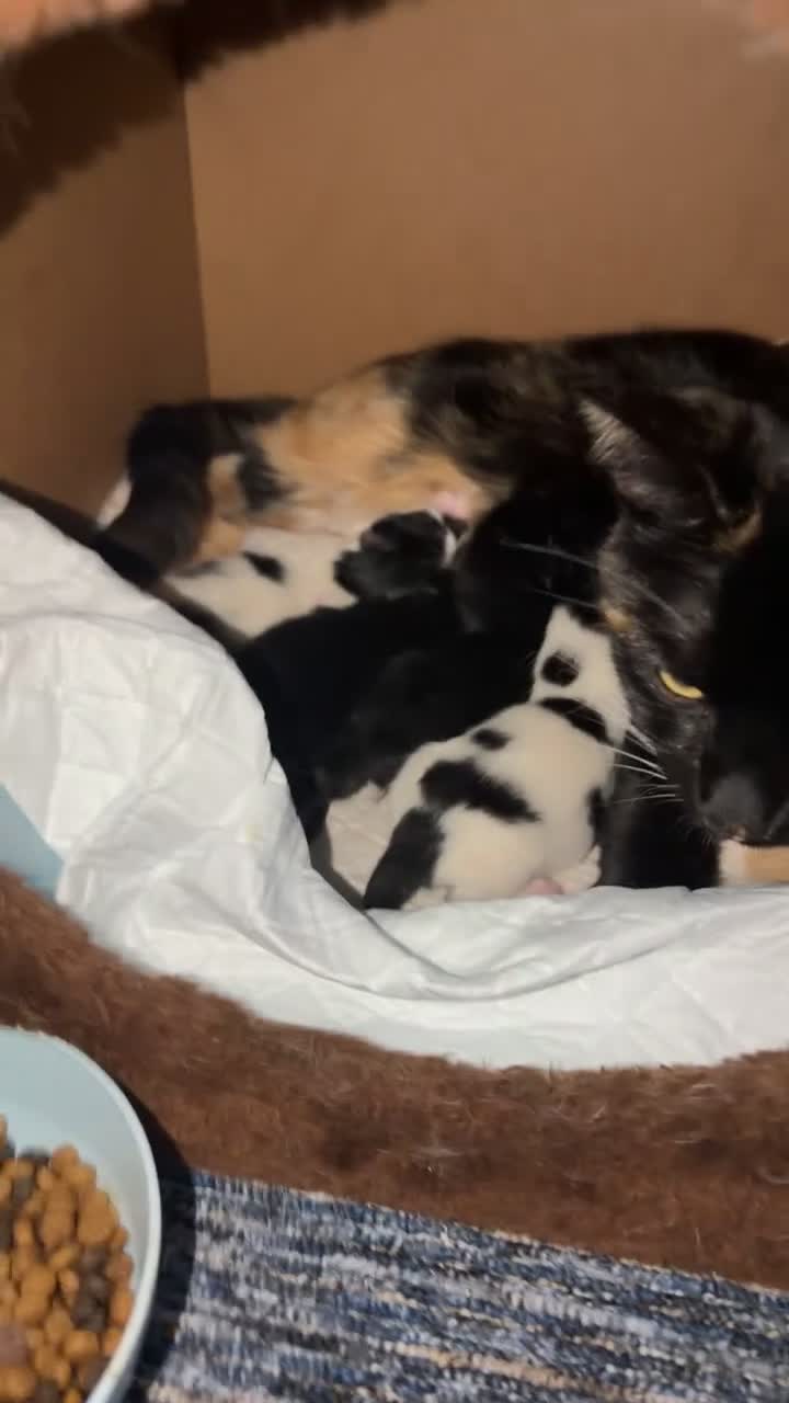 Mixed Breed cats for sale: Kittens  - Video 1