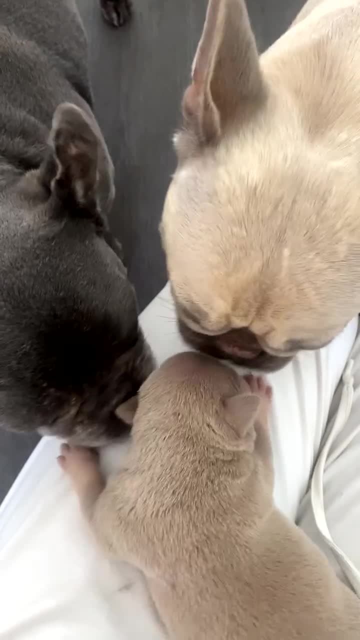 American Bully dogs for sale: REBULA X MC MERLIN POCKET BULLYS PUPS - Video 2