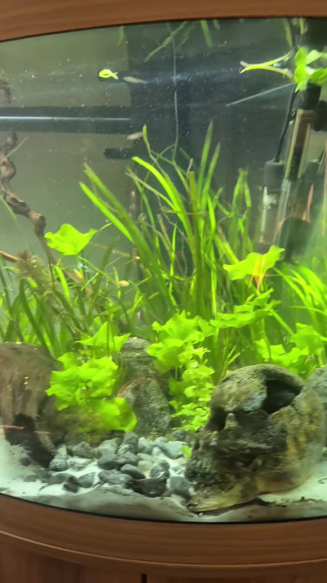 Catfish fish for sale: Catfish  - Video 2