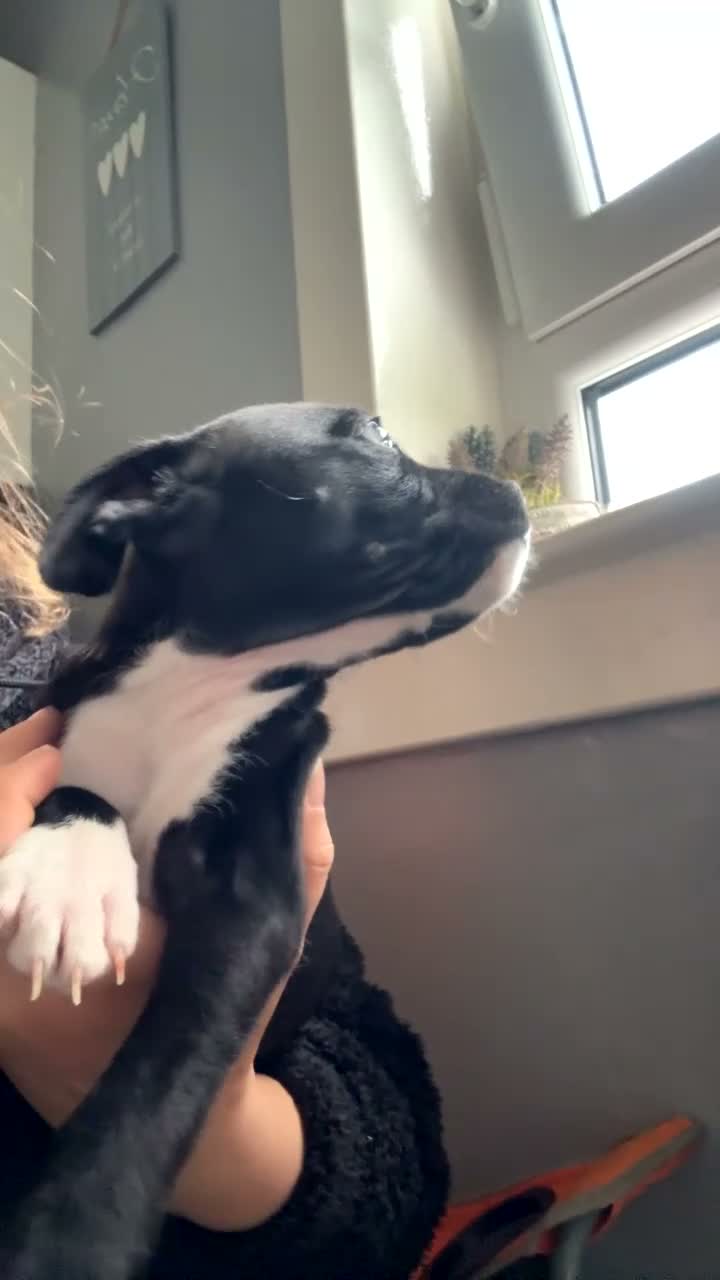 Staffordshire Bull Terrier dogs for sale: Last little girl - Video 1