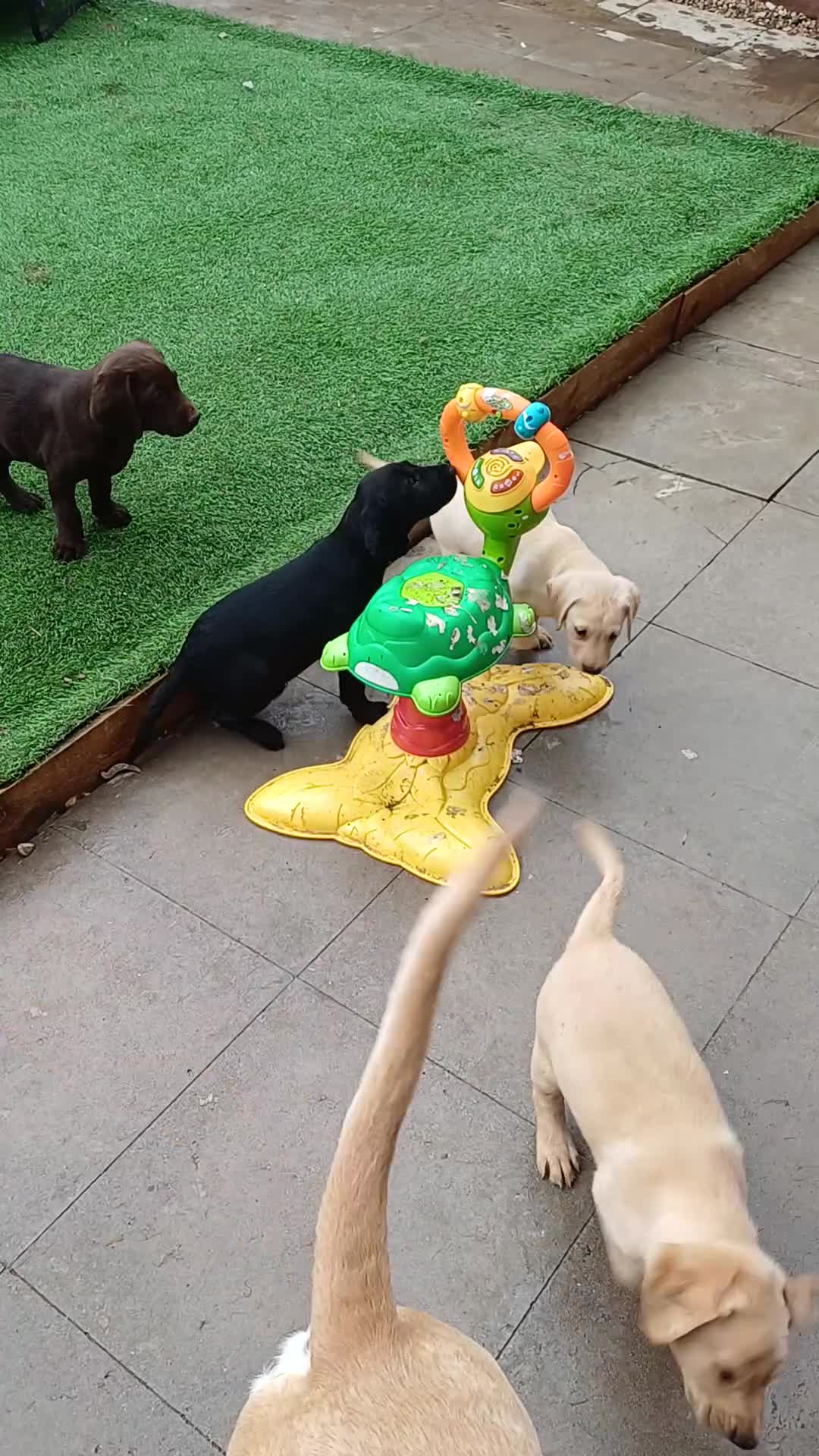 Labrador Retriever dogs for sale: Only 3 remaining 🐶🐶 - Video 1
