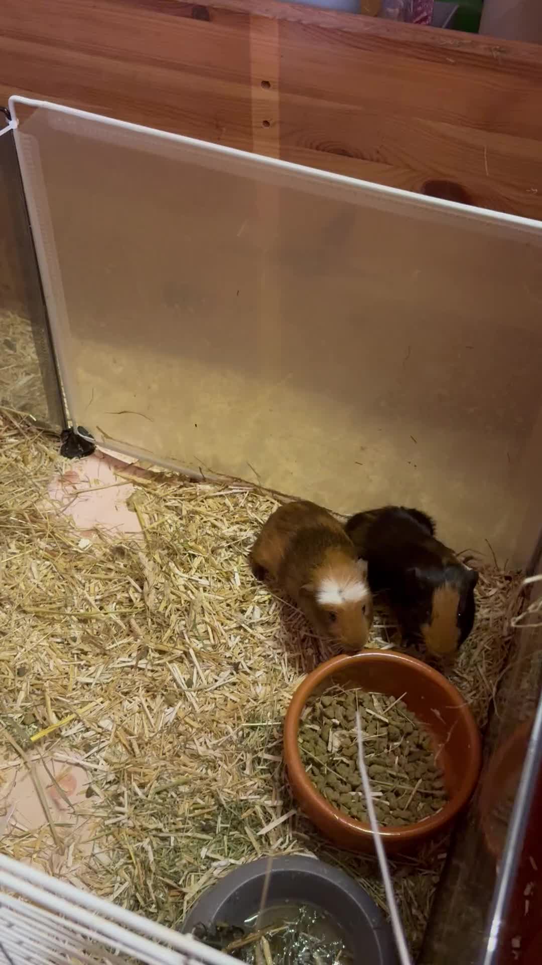 Guinea Pig rodents for sale: Girls and boys  - Video 1