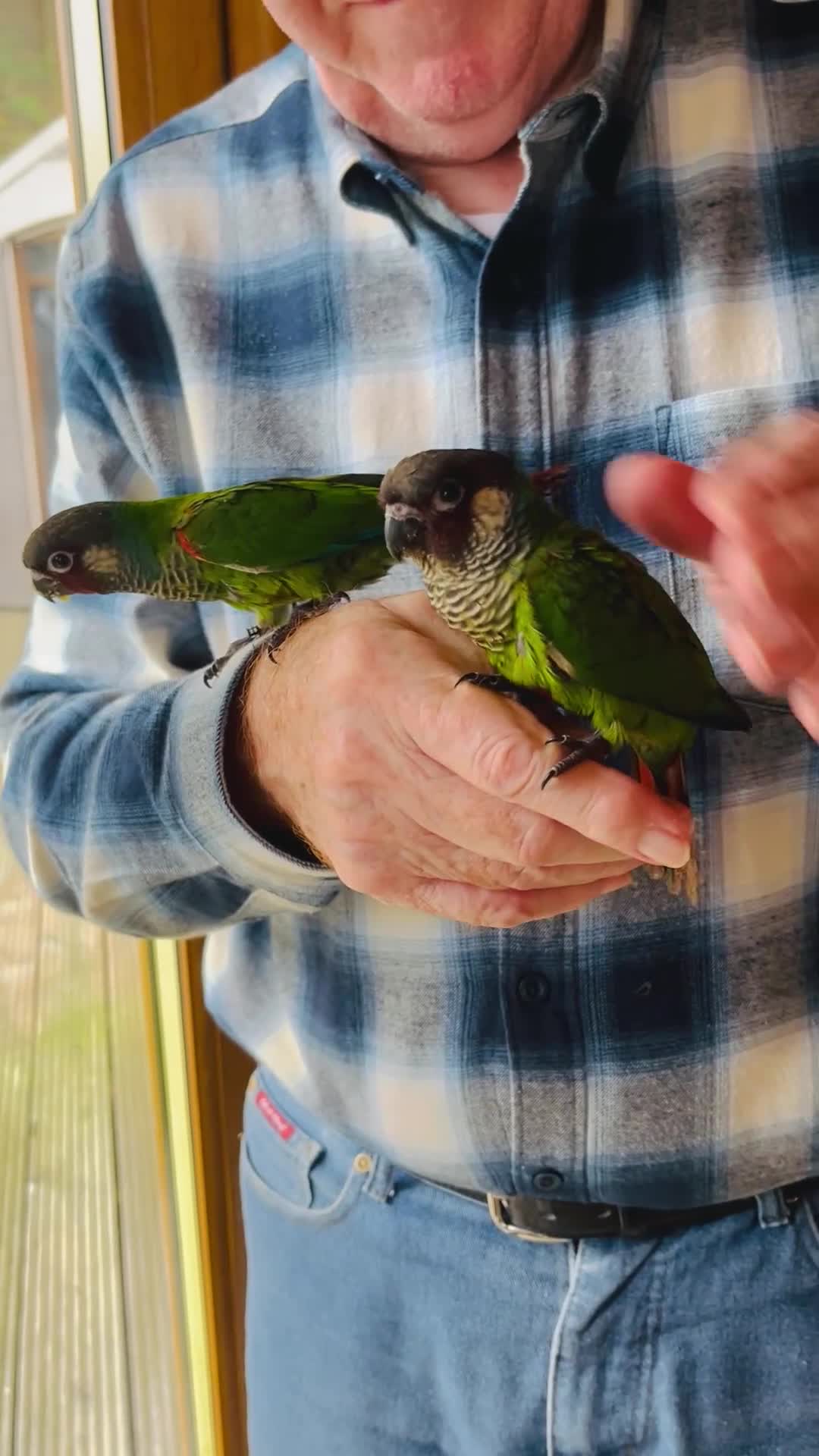 Conures birds for sale: ‘RARE’ Fully Handreared White-Eared Conure Chicks - Video 1