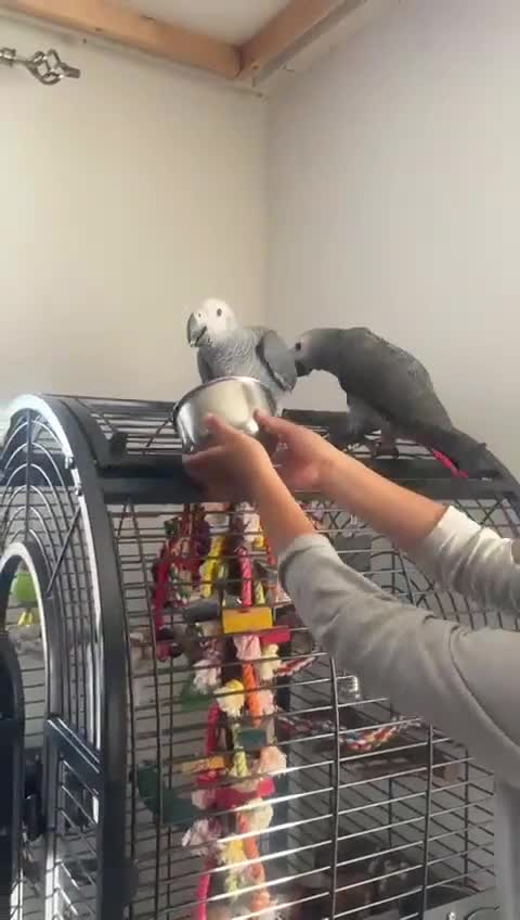 Parrots birds for sale: 12w Hand reared Congo African grey parrot babies  - Video 1