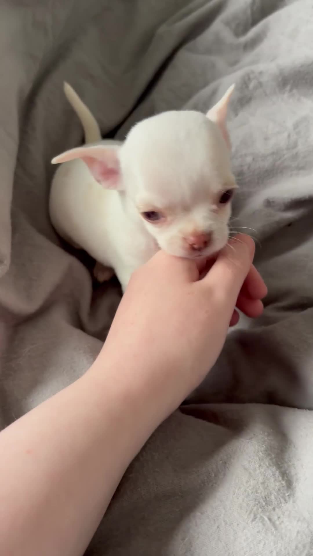 Chihuahua dogs for sale: Tiny chihuahua girl smooth coat - Video 1