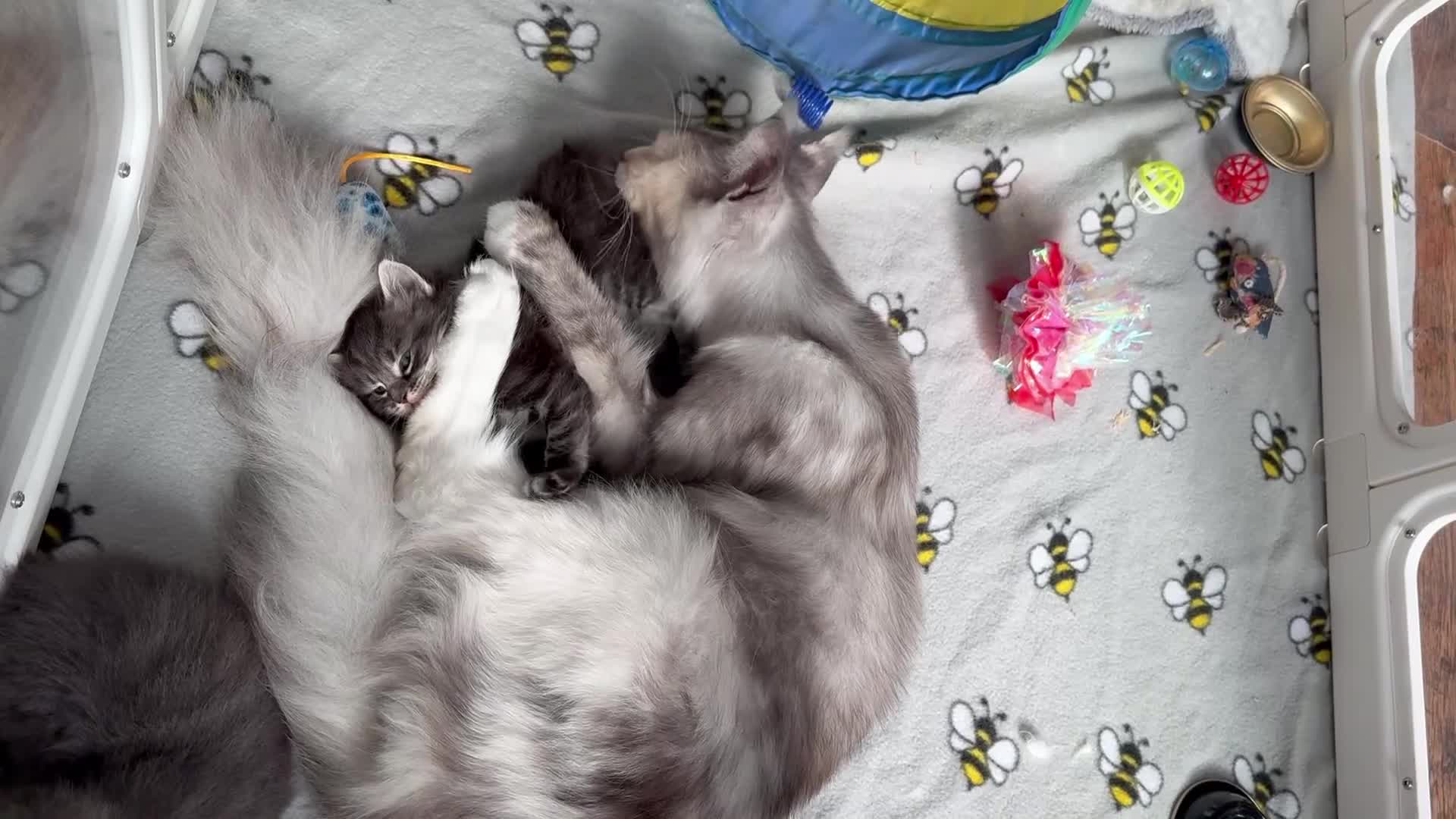 Maine Coon cats for sale: Stunning mainecoon kittens for sale.  - Video 1