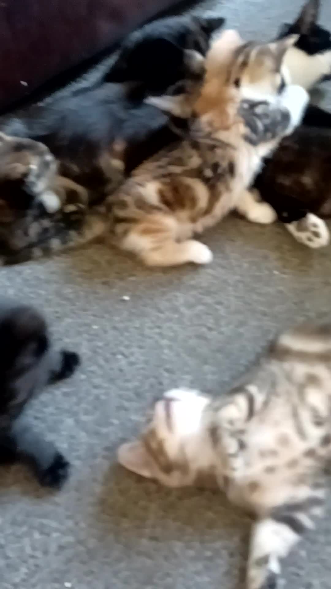 Domestic Shorthair cats for sale: Stunning kittens for sale - Video 1
