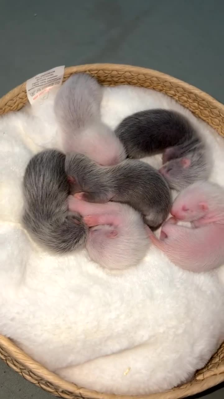 Ferret rodents for sale: ferret kits 🐾 - Video 1