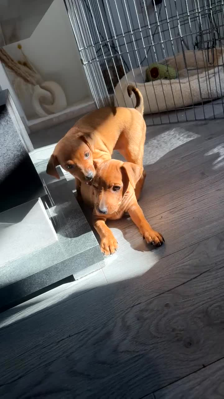 Miniature Pinscher dogs for sale: Beautiful Male miniature pinscher pure breed - Video 1