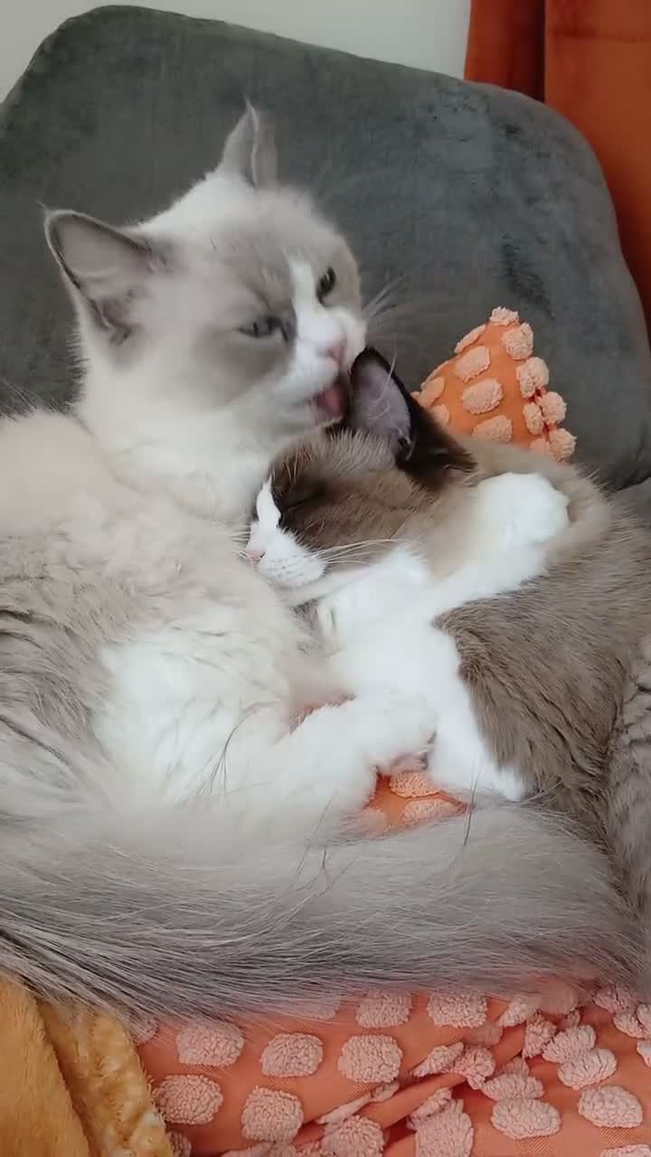Ragdoll cats for sale: Beautiful Ragdoll Kitten - Video 1