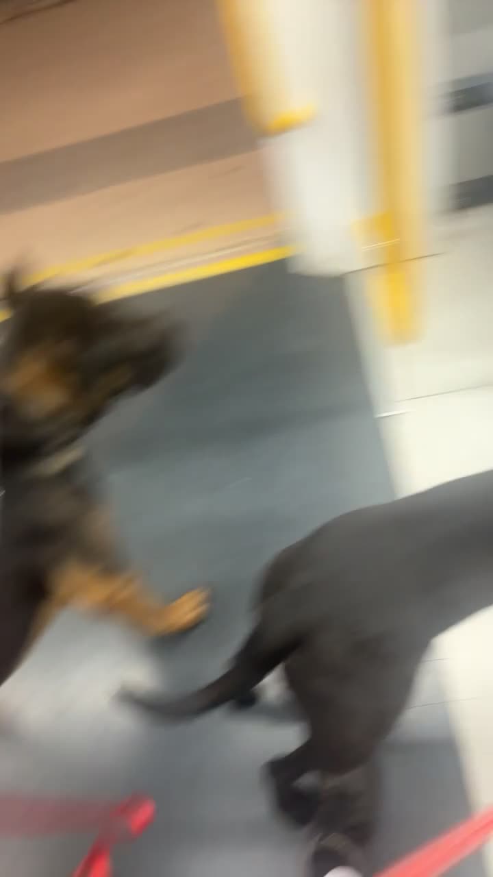 Cane Corso dogs for sale: Cane Corso  - Video 3