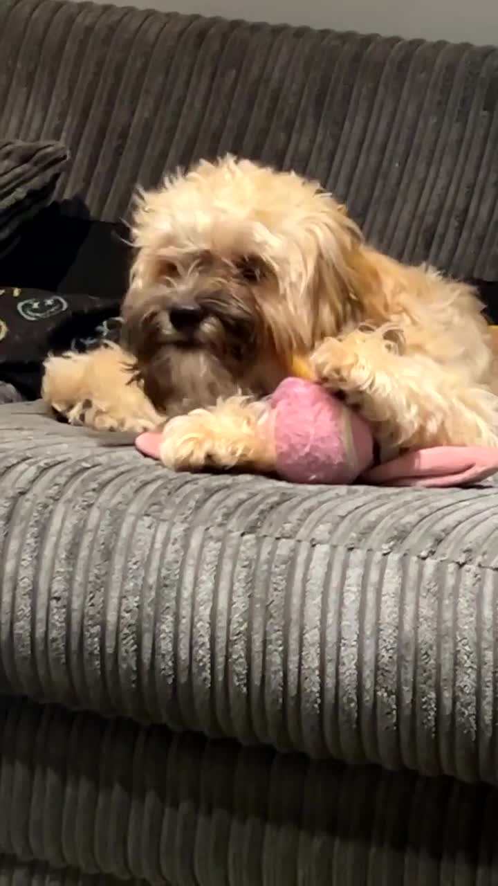 Shihpoo dogs for sale: Lovely shihpoo for rehoming - Video 1