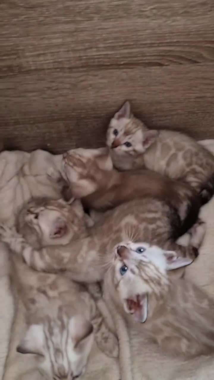 Bengal cats for sale: TICA Registered Snow Lynx Bengals–Open Reservation - Video 1