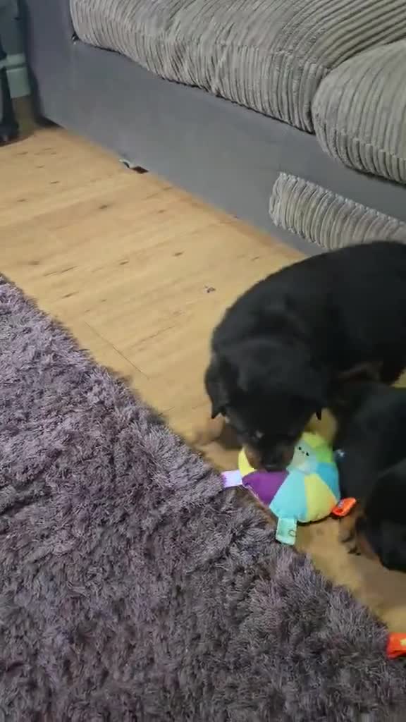 Rottweiler dogs for sale: Rottweiler puppies - Video 1