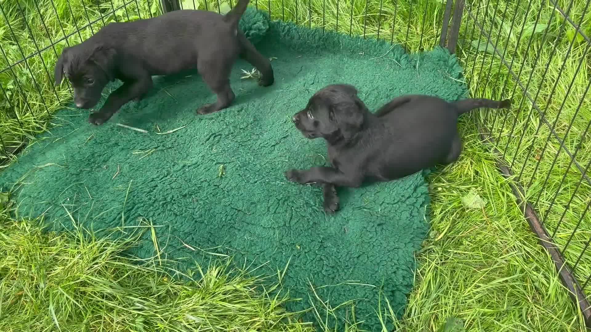Labrador Retriever dogs for sale: Gorgeous chunky Labrador Puppies - Video 1