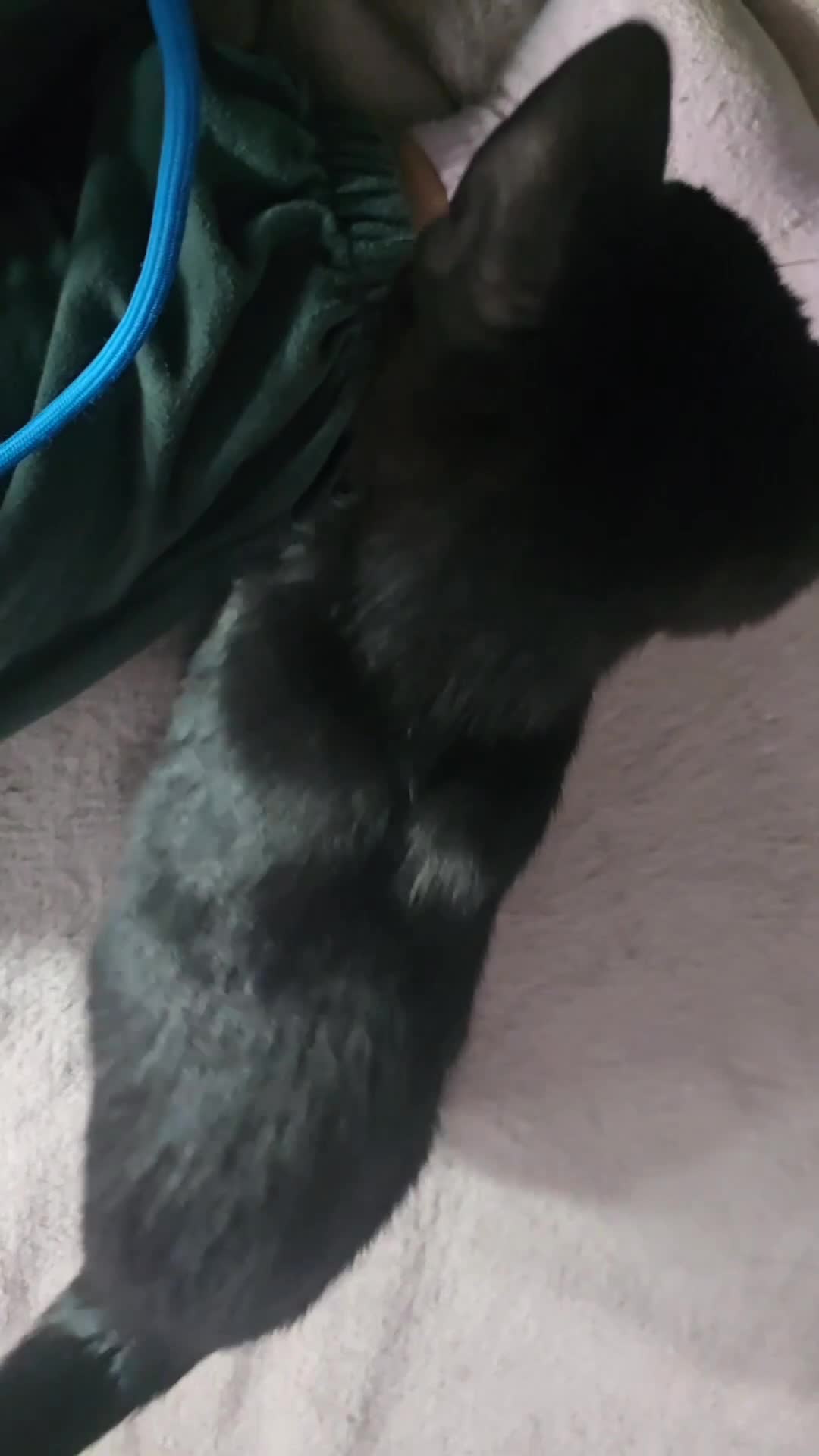 Mixed Breed cats for sale: Vaccinated microchipped BOY KITTEN🐾ready-LAST ONE - Video 4