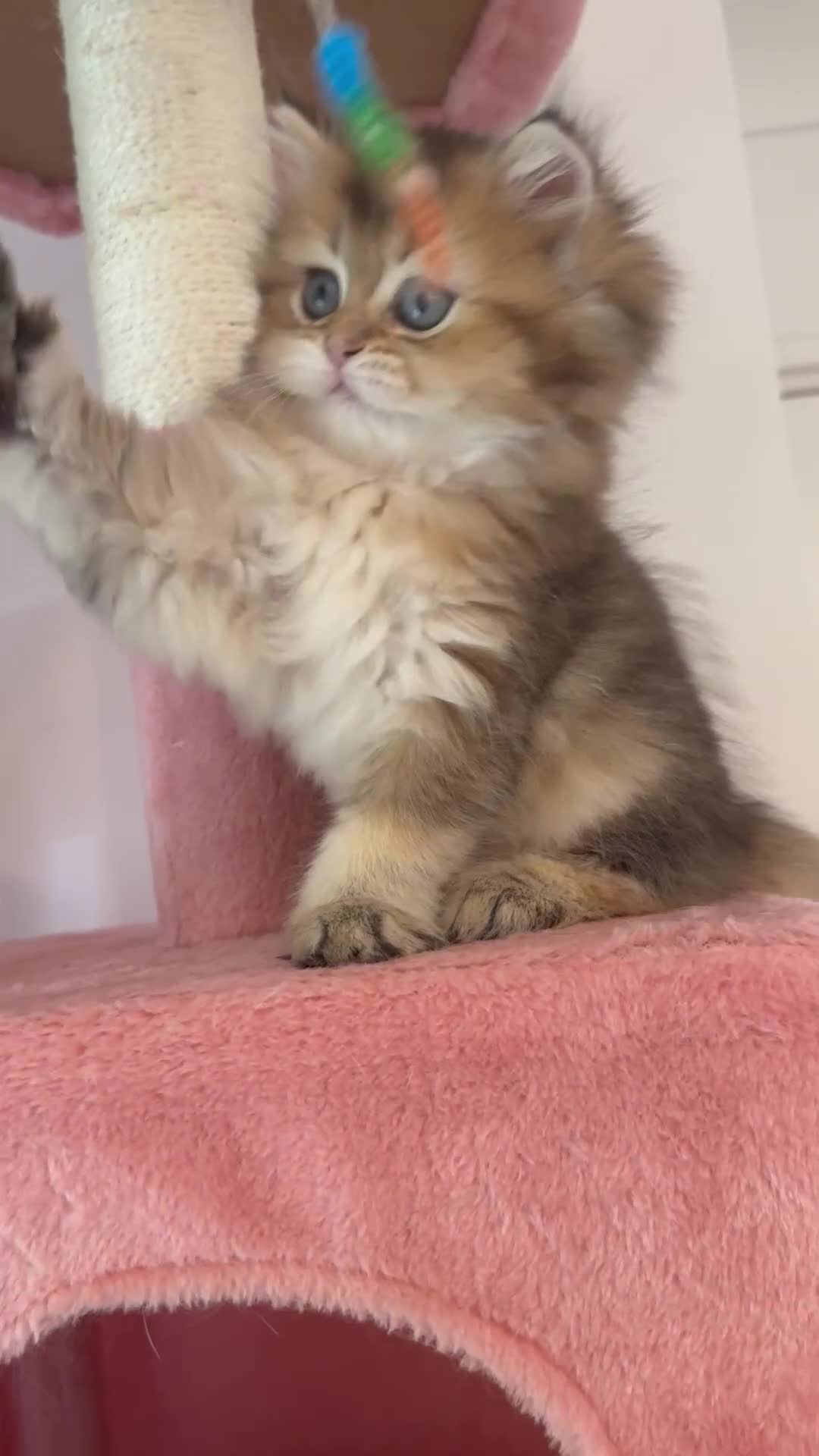 British Longhair cats for sale: Looking for a new family!!!!  - Video 1