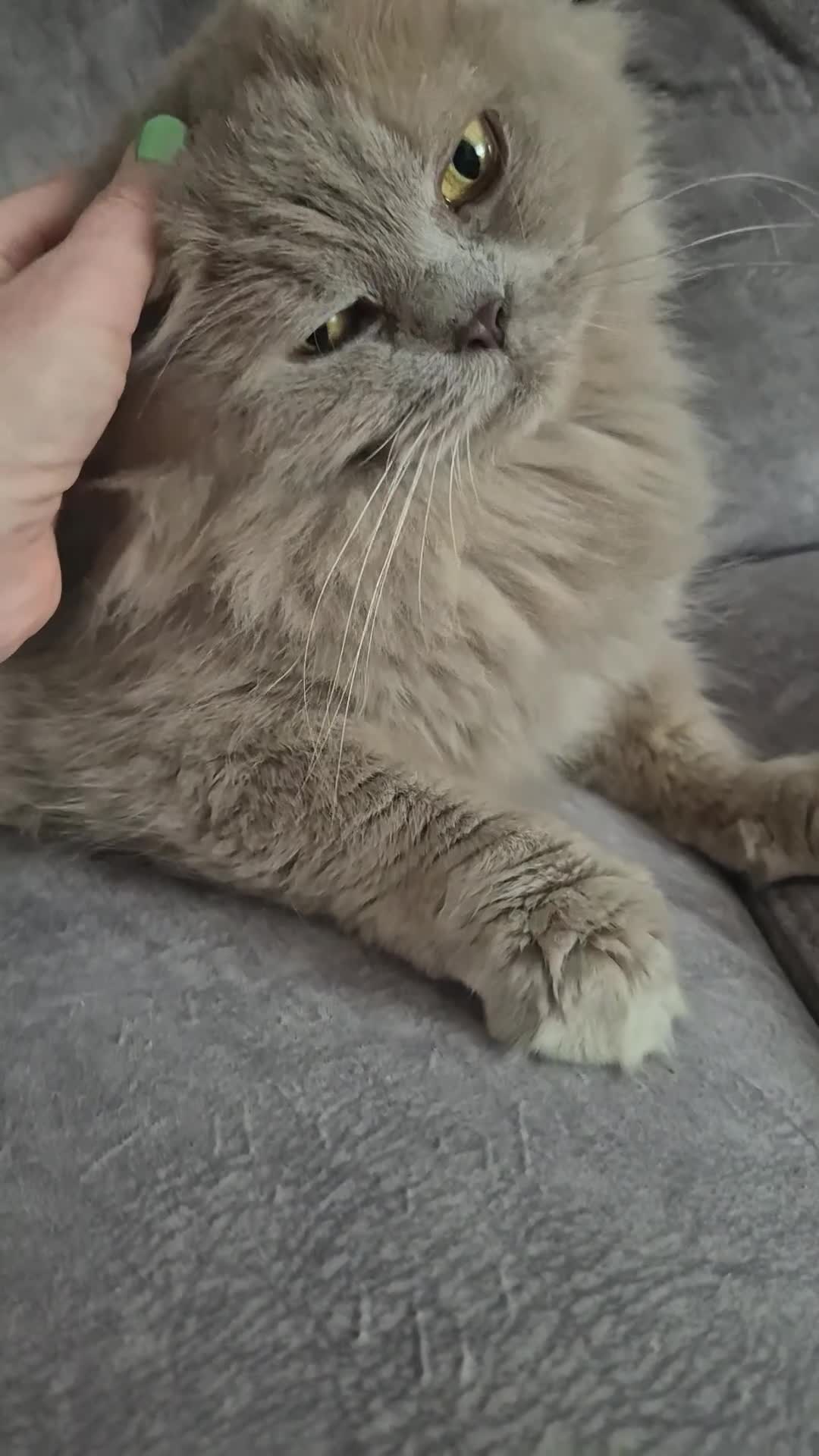 British Longhair cats for sale: Beautifiul Retired Lilac 'Queenie' - Video 1