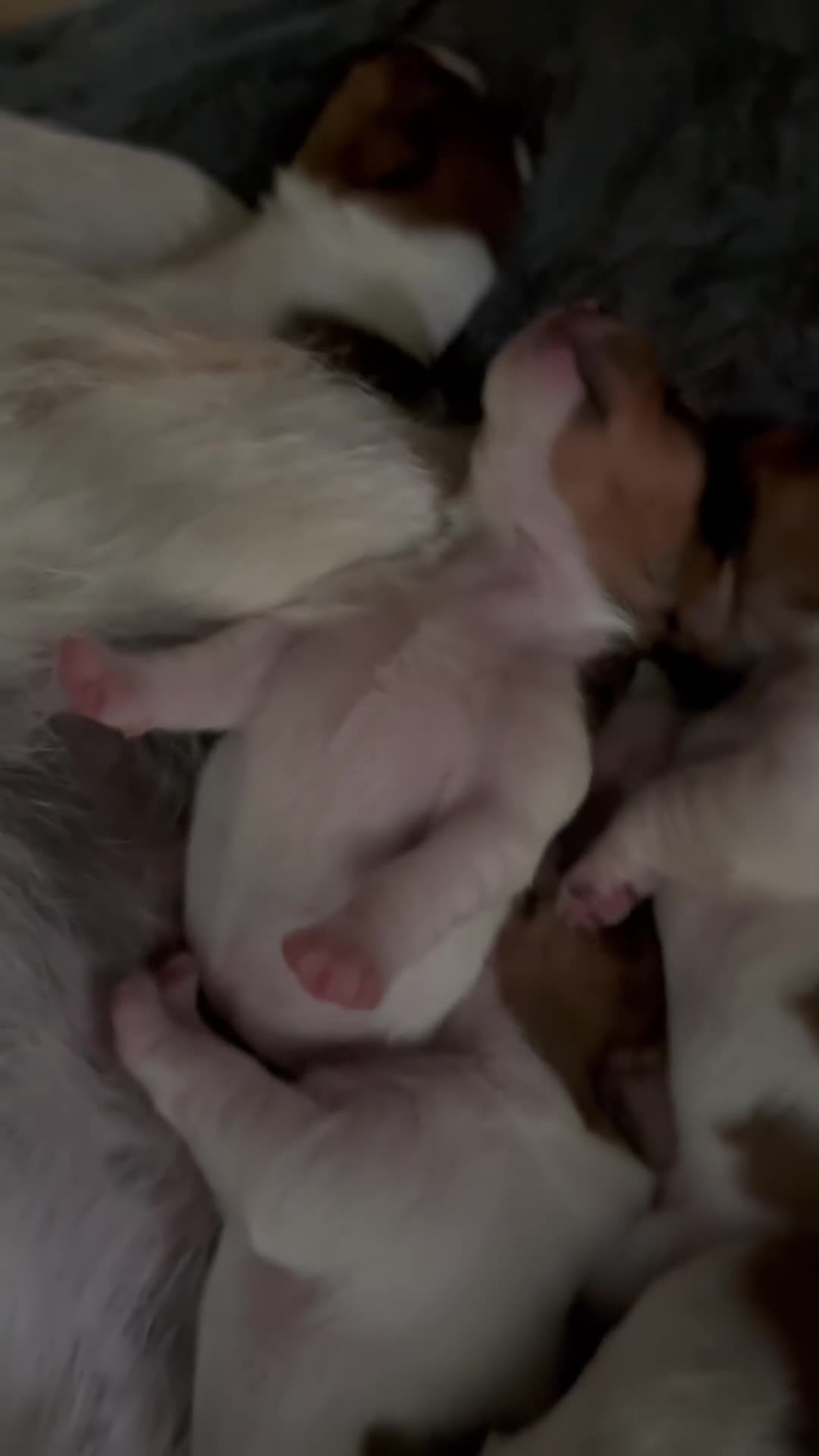 Jack Russell dogs for sale: Beautiful family reared Jack Russell puppies for in Crewe - Video 1
