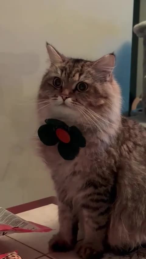 Mixed Breed cats for sale: Beautiful Ragdoll Bengal Cross Kittens - Video 1