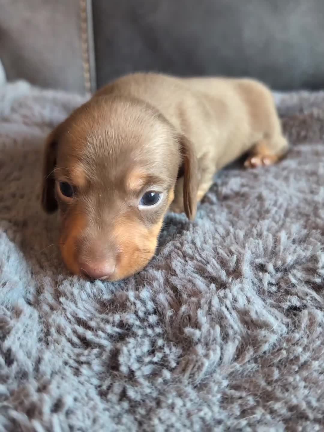 Miniature Dachshund dogs for sale: 🐾 KC Registered Top Quality Miniature Dachunds 🐾 - Video 4