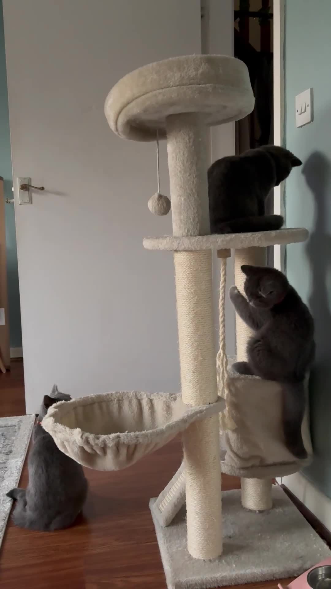 British Shorthair cats for sale: Adorable kittens - Video 2
