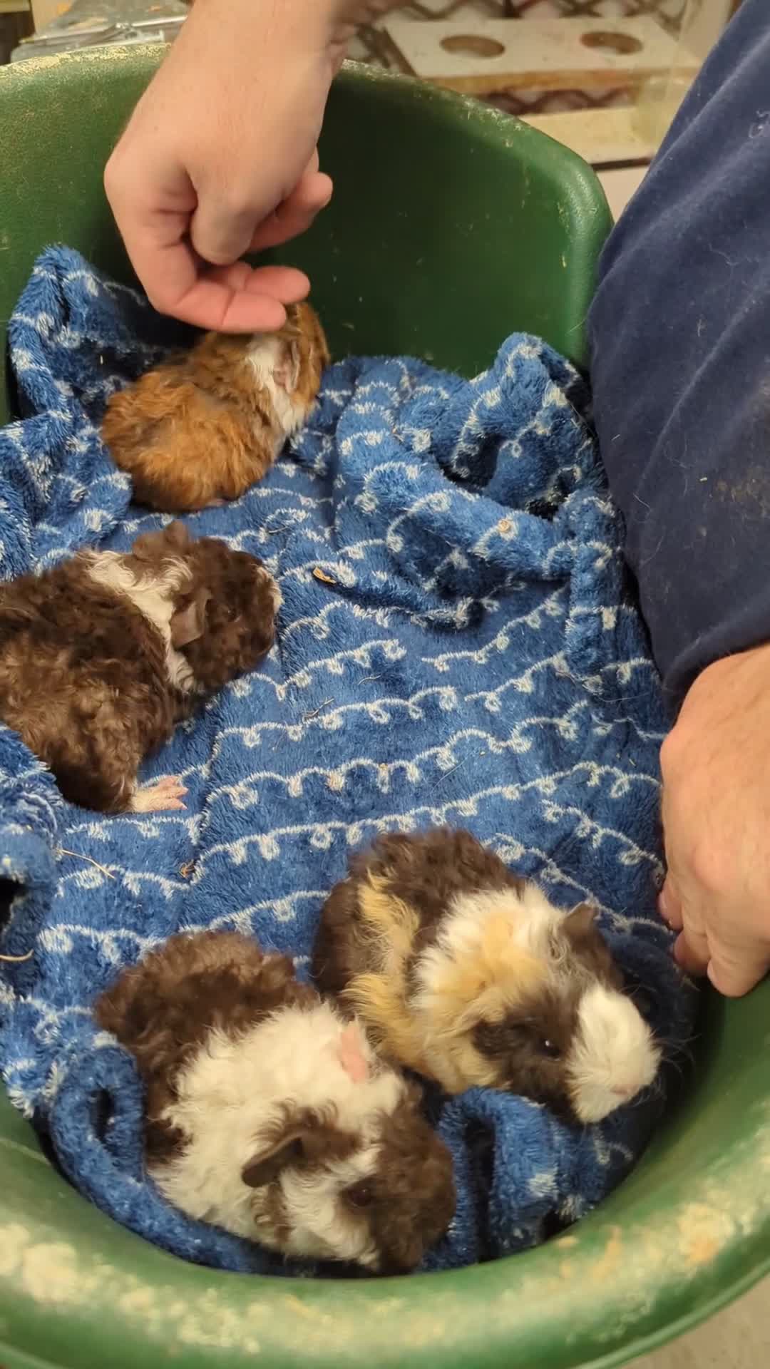 Guinea Pig rodents for sale: Stunning baby Lunkarya guinea pigs! 😍 - Video 1