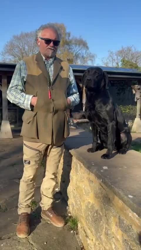 Labrador Retriever dogs for sale: Black Labrador Puppy - Loving Family Companion in Beaminster - Video 1