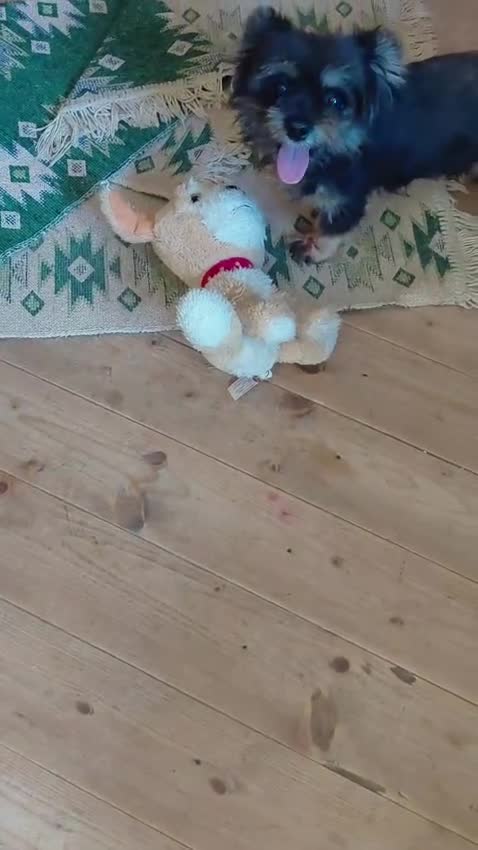 Mixed Breed dogs for adoption: 🖤 WINK - HE WAS THROWN AWAY LIKE RUBBISH...🖤 - Video 2