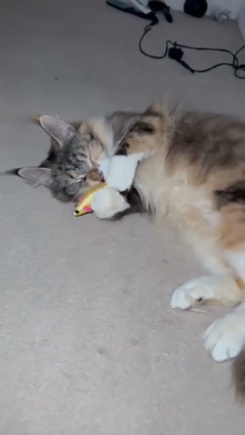 Maine Coon cats for sale: I have 2 maincoons for sale one boy one girl  in Colchester - Video 3