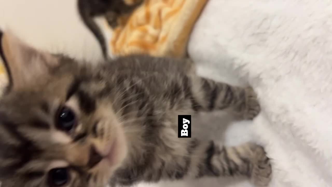 Mixed Breed cats for sale: Mixed breed Kittens for sale  - Video 1
