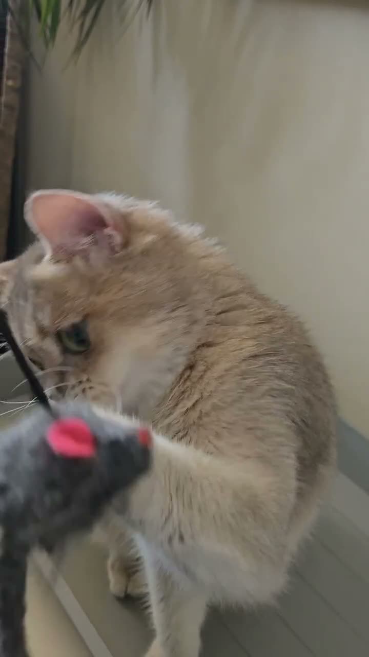 British Shorthair cats for sale: TICA Black Golden Shaded/Bicolor BSH Girl💚 - Video 1