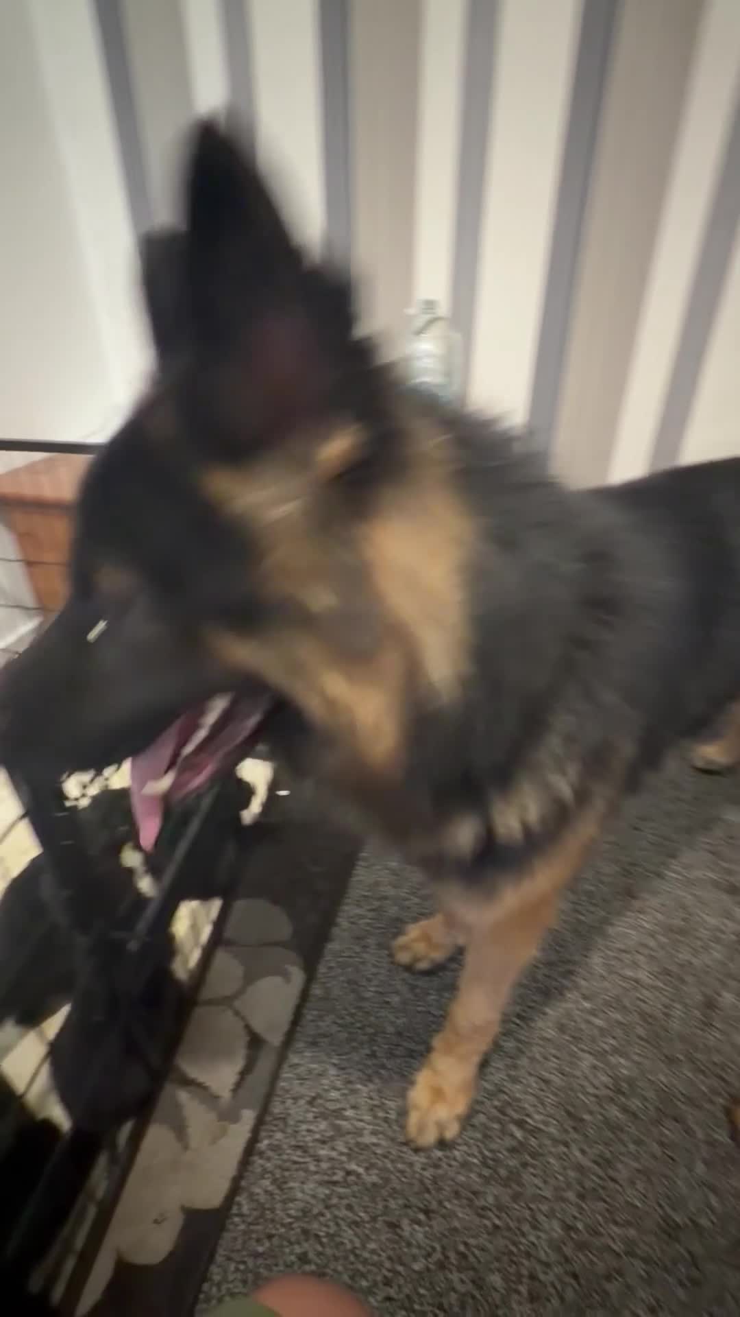 German Shepherd dogs for sale: 7beautiful German shepherd puppies for sale - Video 1