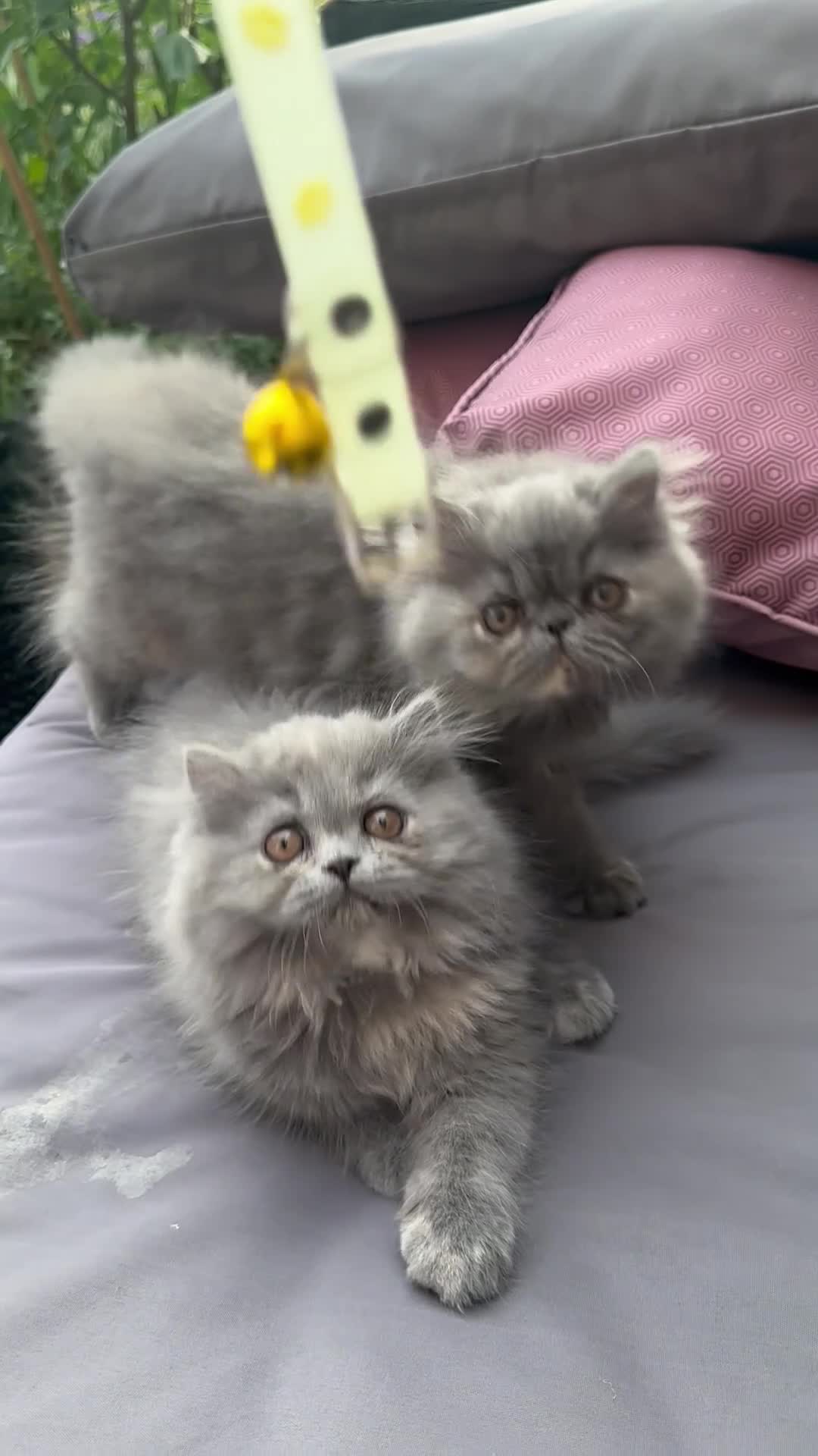 Persian cats for sale: 6th Generation pedigree Persian Kittens  - Video 1